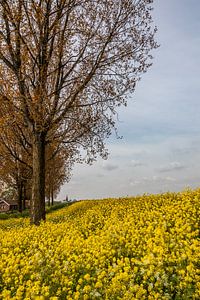 Raps, gelbe Blüten von Adrianne Dieleman