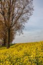 Koolzaad, gele bloemen van Adrianne Dieleman thumbnail