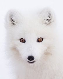 Poolvos van Gladys Klip