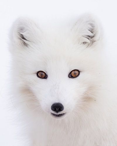 Portrait d'un renard arctique sur Gladys Klip