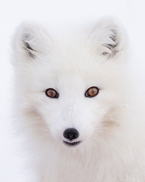 Porträt eines Polarfuchses von Gladys Klip