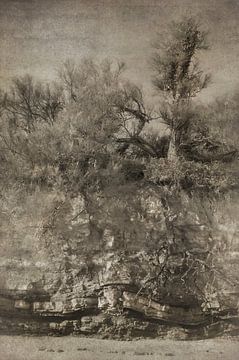 Study of trees and rocks