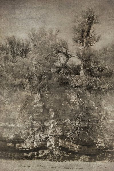 Study of trees and rocks by Dan Courtice