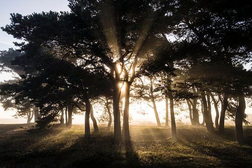 Zonsopkomst Balloereveld