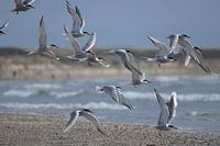 Common terns on the beach of IJmuiden