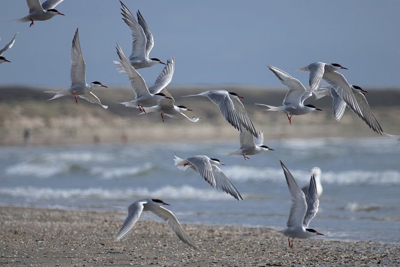 Common terns on the beach of IJmuiden by Miranda Vleerlaag