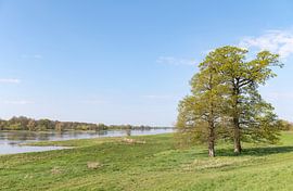 Biosphärenreservat Elbe-Brandenburg von Richard Wareham