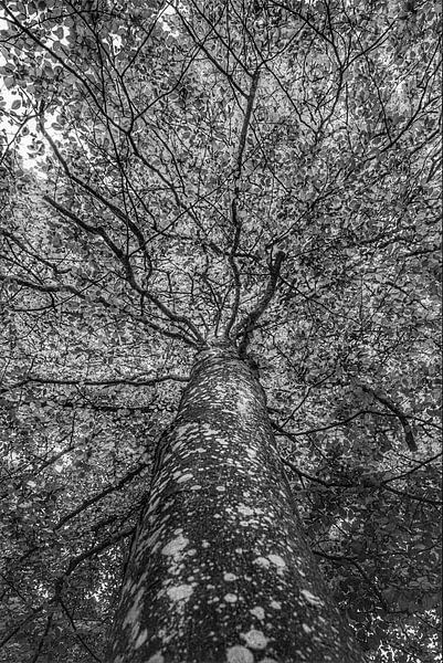 3D &quot;Black &amp;White &quot;Edition by Truckpowerr