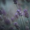 Peinture d'art lavande sur KB Design & Photography (Karen Brouwer)