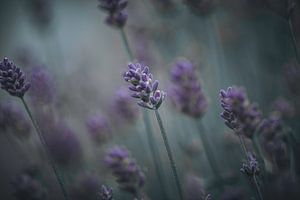 Malerei feine Kunst Lavendel