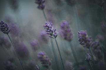 Malerei feine Kunst Lavendel von KB Design & Photography (Karen Brouwer)
