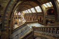 Natural History Museum (London, England) by Niko Kersting thumbnail