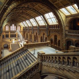 Natural History Museum (London, England) by Niko Kersting