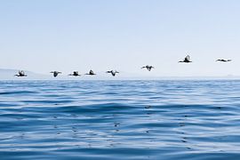 Habibas over the Atlantic