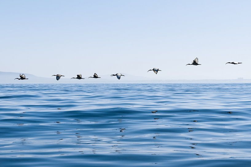 Habibas au-dessus de l'Atlantique par Margit Houtman