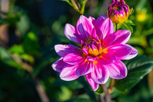 Helle bunte Blumen in der Natur
