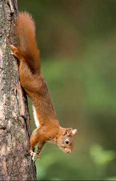 Red Squirrel by Menno Schaefer