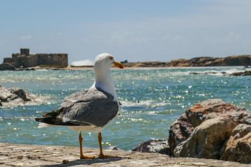 Zeemeeuw in Essaouira (Marokko) van Stijn Cleynhens