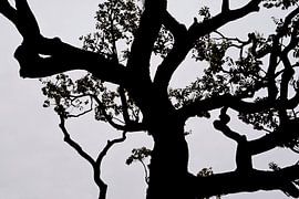 SPRING IN JAPAN 1 by Miroslav Ptacek