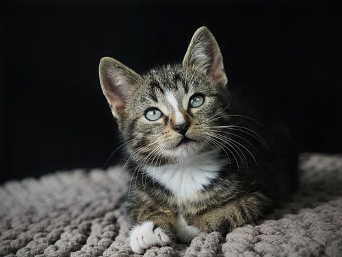 Starende kitten