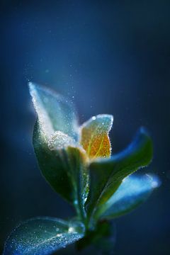 Where the World Is Blue | Morning Dew by Maayke Klaver
