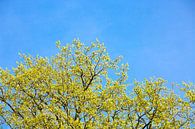 Trees in spring by Etienne Oldeman thumbnail