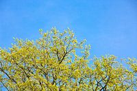 Trees in spring