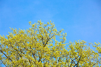 Trees in spring