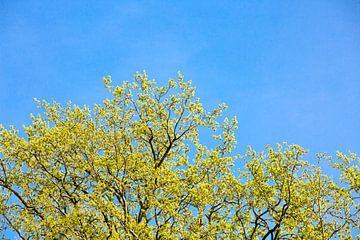 Trees in spring van Etienne Oldeman