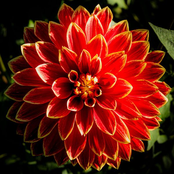 red dahlia by Dieter Walther