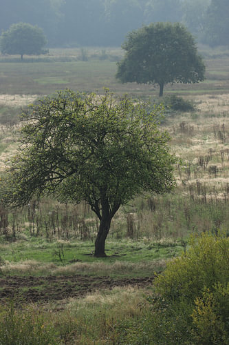 Matin silencieux dans la brume