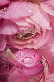 Die rosa Ranunkel: Das verlorene Blatt mit Tropfen von Marjolijn van den Berg