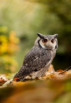 Northern white-eared owl in the woods by KB Design & Photography (Karen Brouwer)