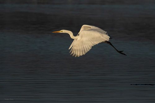 great egret