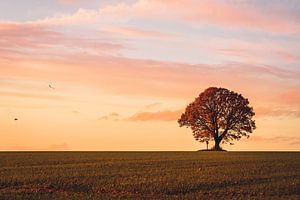 Abendstimmung an der Friedenseiche von Hombressen im Reinhardswald