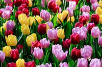 Kleurige Verzameling Tulpen