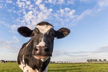 Portret van een Nederlandse koe van Marc Venema