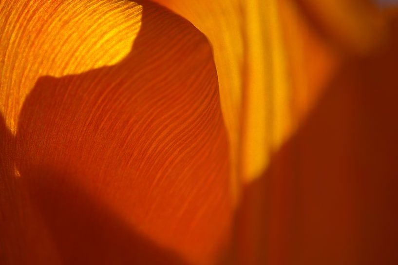 Orange Tulip by Jurgen van Hest