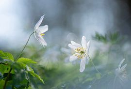 Morning brightness (a atmospheric photo of wood anemones in the beautiful morning light) by Birgitte Bergman