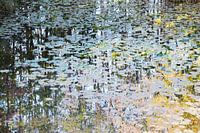 Pond picturesque