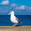 Sea gull on the Baltic Sea coast in Warnemuende, Germany by Rico Ködder