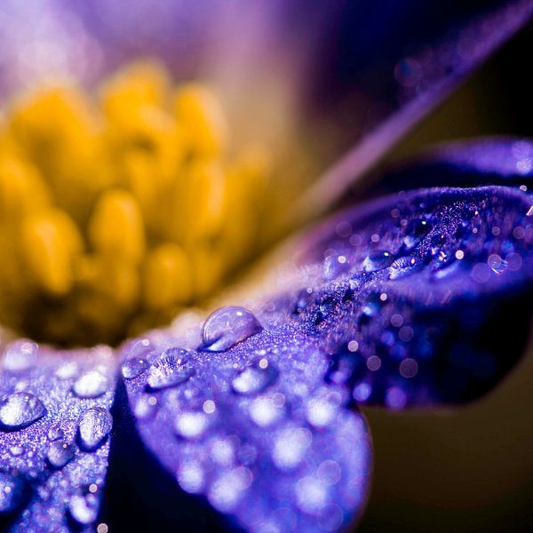 druppels op een paarse bloem von de buurtfotograaf Leontien