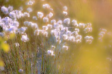Cottongrass tegenlicht