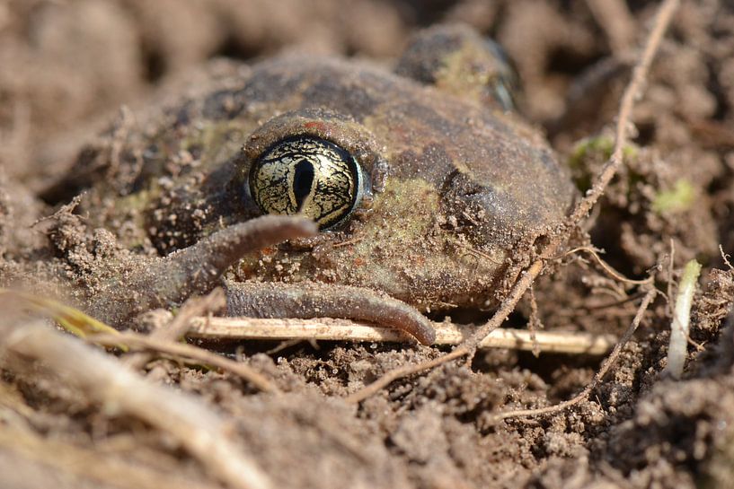 Knoflookpad graaft zich in van Frank Heinen
