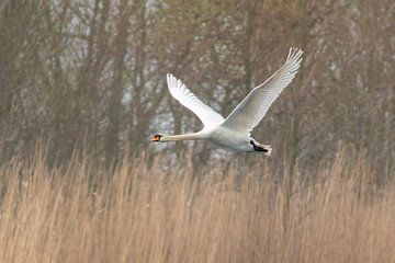 White swan in flight by Mario Plechaty Photography