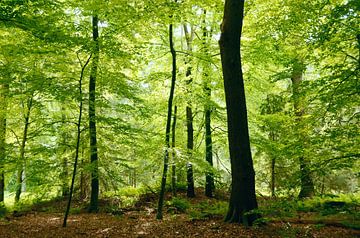 Dans la forêt de hêtres sur Corinne Welp