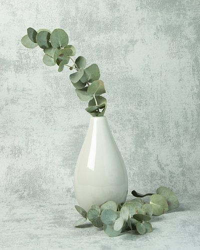 Eukalyptus in Vase