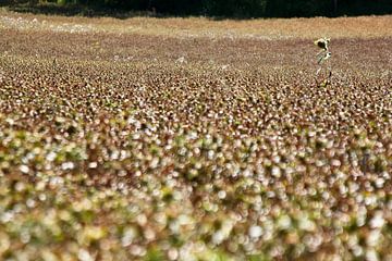 Eenzame zonnebloem in veld van Ruud Wijnands