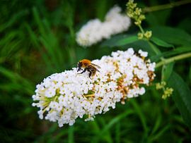 Bon appétit à sur MoonCreate