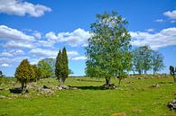 Swedish landscape 155 by Geertjan Plooijer thumbnail